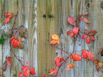 fence